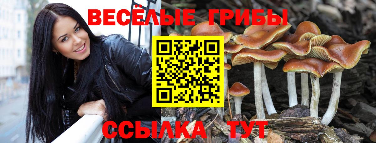 Псилоцибиновые грибы GOLDEN TEACHER Санкт-Петербург